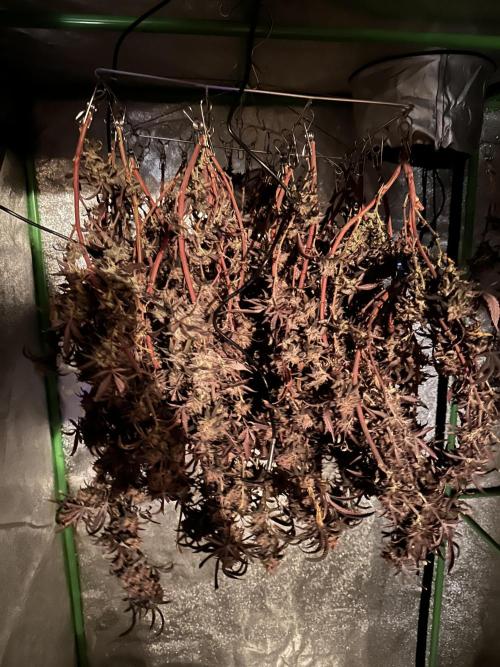 Hella Jelly and Vanilla Frosting- 4x4. Week 6