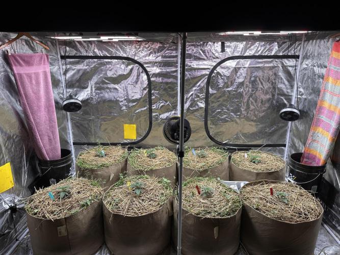 The Dessert Run. Week 3