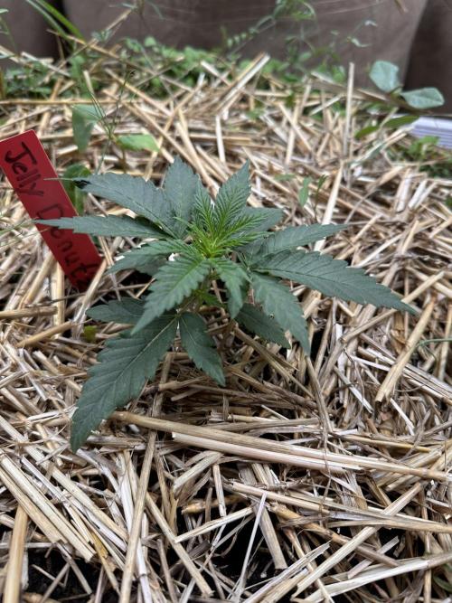 The Dessert Run. Week 3