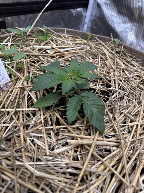 The Dessert Run. Week 3