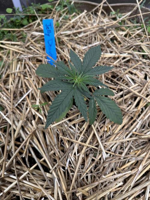 The Dessert Run. Week 3