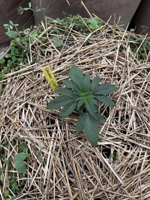 The Dessert Run. Week 3