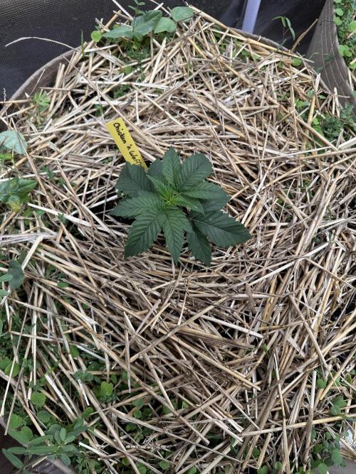 The Dessert Run. Week 3