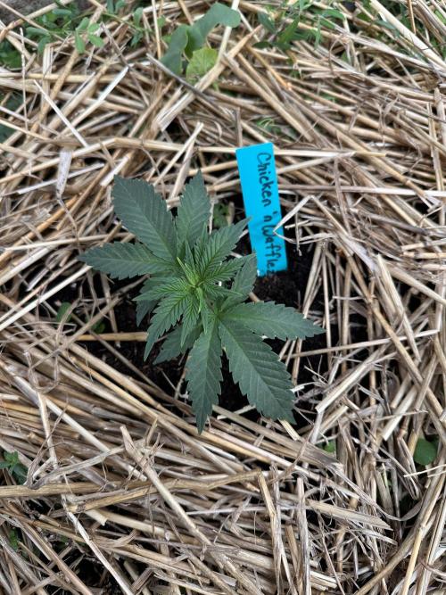 The Dessert Run. Week 3