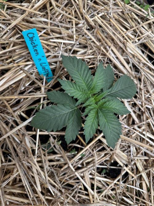 The Dessert Run. Week 3