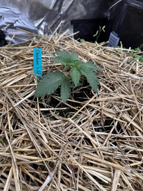 The Dessert Run. Week 3