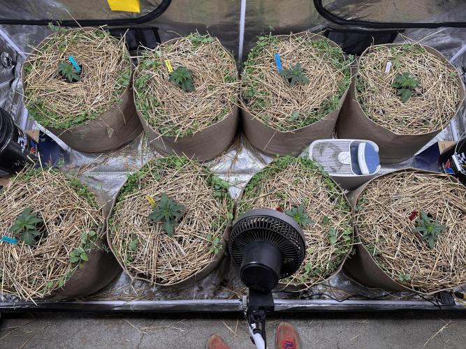 The Dessert Run. Week 3