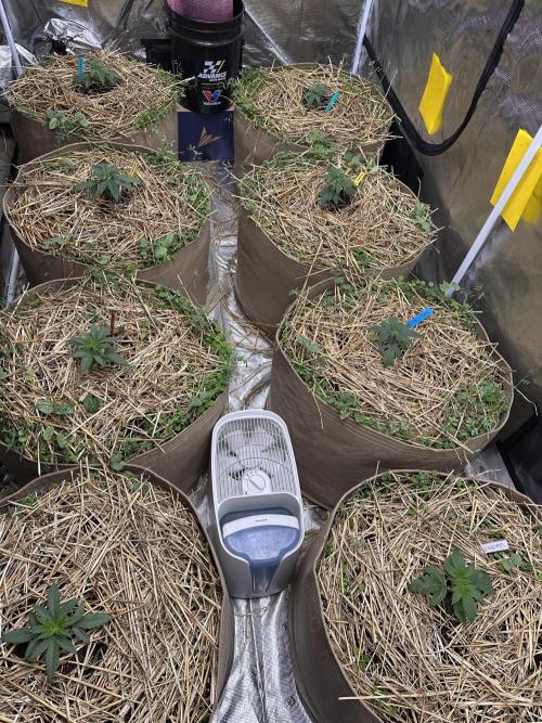 The Dessert Run. Week 3