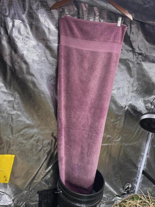 The Dessert Run. Week 3