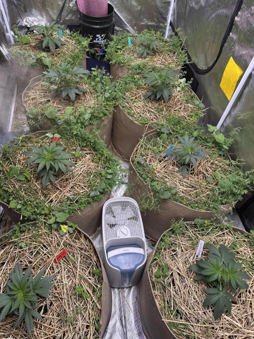 The Dessert Run. Week 4