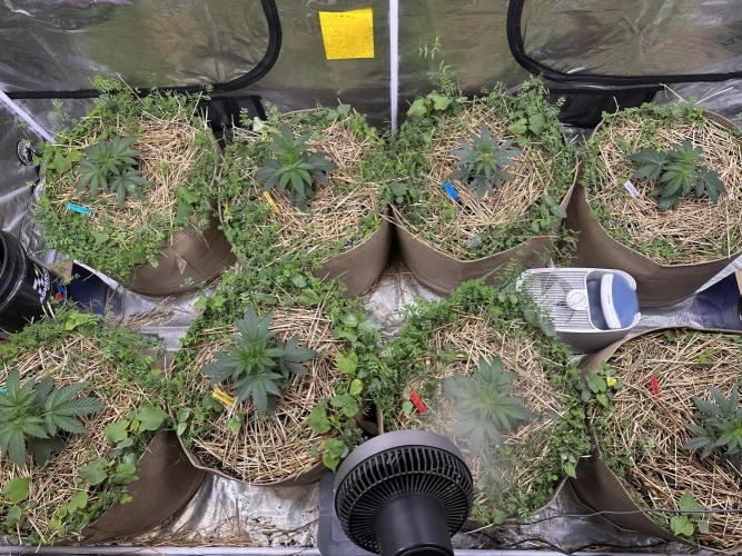 The Dessert Run. Week 4