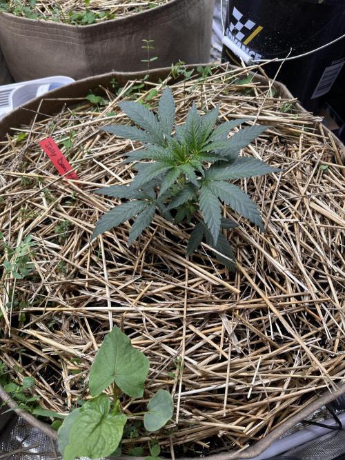 The Dessert Run. Week 4