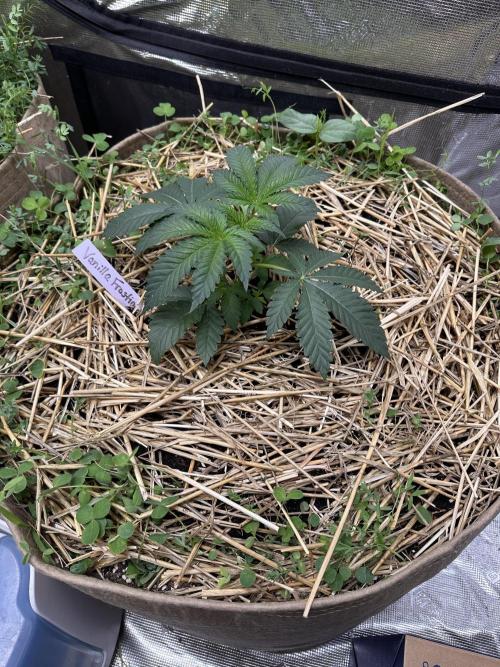 The Dessert Run. Week 4