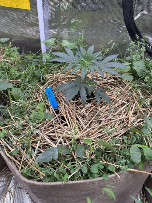 The Dessert Run. Week 4