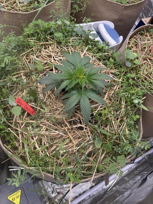 The Dessert Run. Week 4