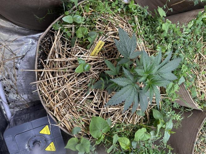 The Dessert Run. Week 4