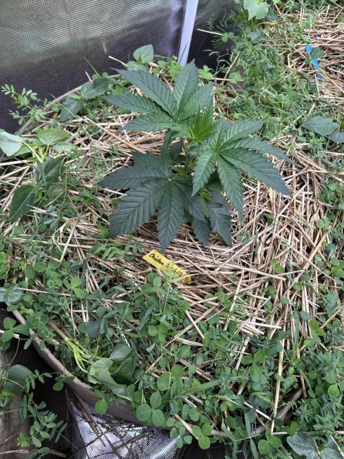 The Dessert Run. Week 4