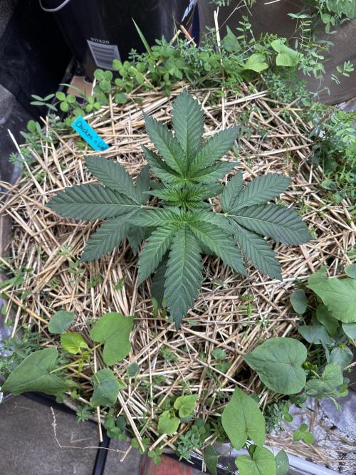 The Dessert Run. Week 4