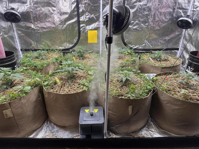 The Dessert Run. Week 4