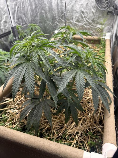 Hella Jelly and Vanilla Frosting- 4x4. Week 7