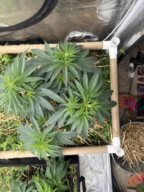 Hella Jelly and Vanilla Frosting- 4x4. Week 7