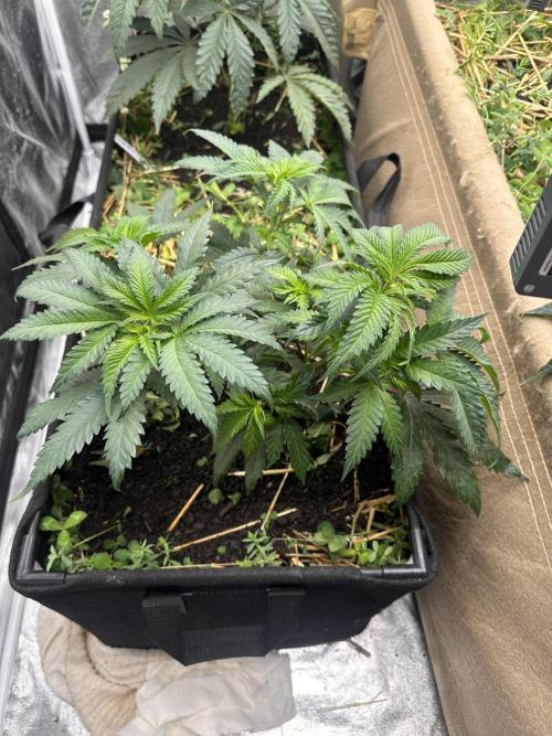 Hella Jelly and Vanilla Frosting- 4x4. Week 7