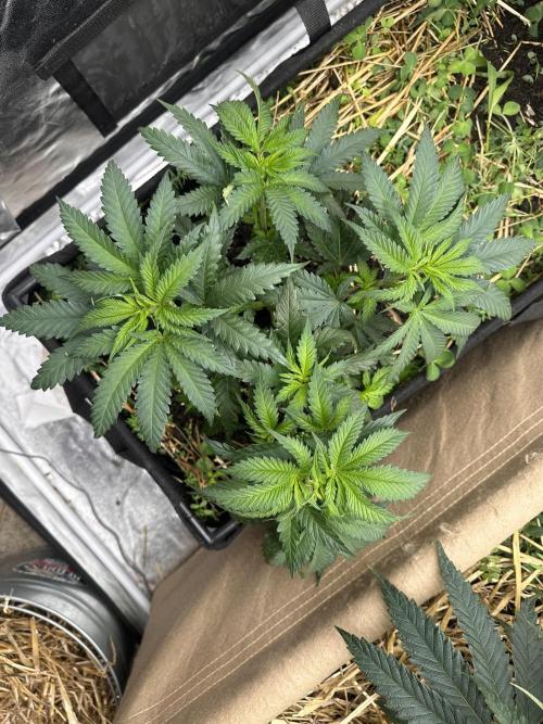 Hella Jelly and Vanilla Frosting- 4x4. Week 7