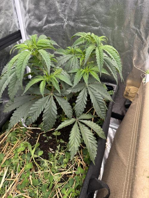 Hella Jelly and Vanilla Frosting- 4x4. Week 7