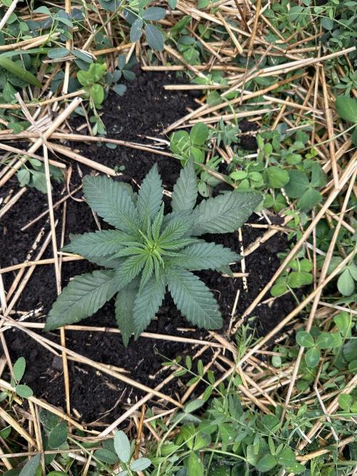 Hella Jelly and Vanilla Frosting- 4x4. Week 7