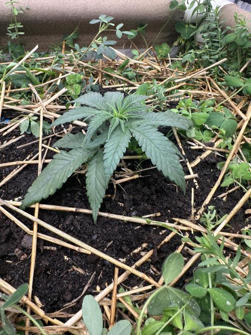 Hella Jelly and Vanilla Frosting- 4x4. Week 7