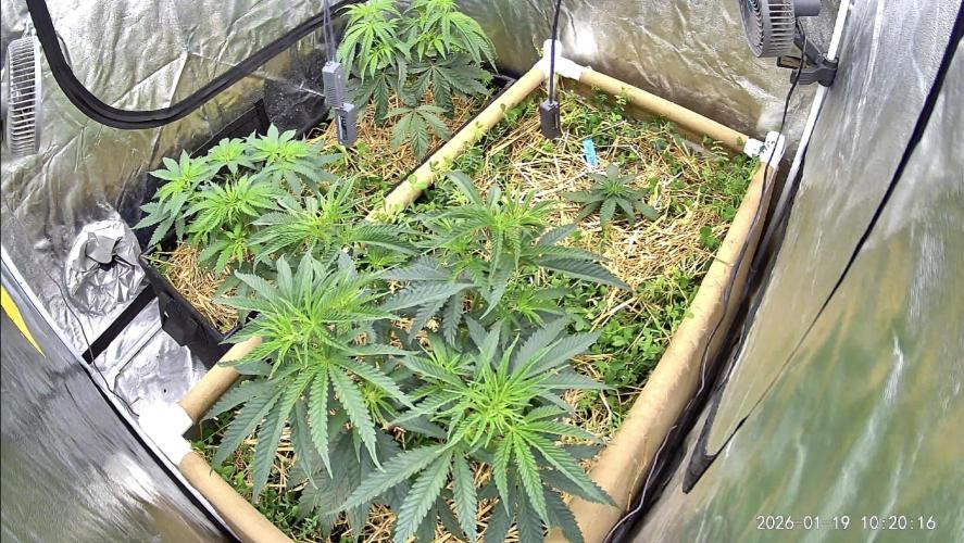 Hella Jelly and Vanilla Frosting- 4x4. Week 7