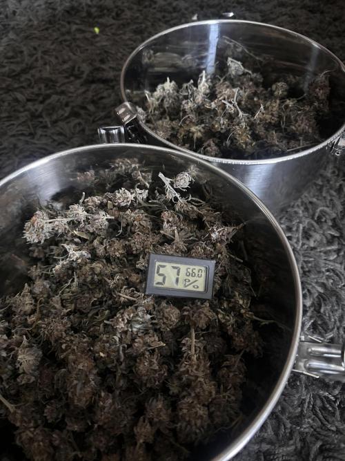 Hella Jelly and Vanilla Frosting- 4x4. Week 7