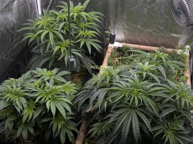 Hella Jelly and Vanilla Frosting- 4x4. Week 8