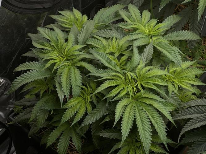 Hella Jelly and Vanilla Frosting- 4x4. Week 8