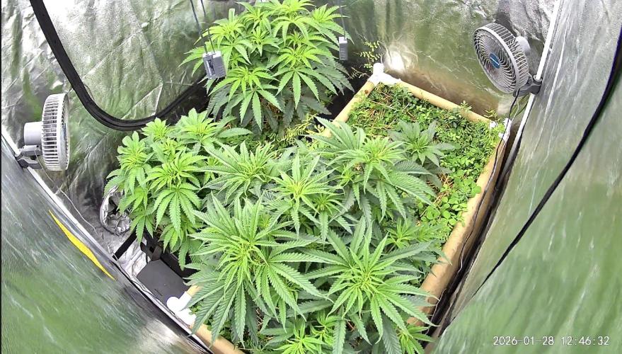 Hella Jelly and Vanilla Frosting- 4x4. Week 8 - This is the perspective of my live tent cam. 