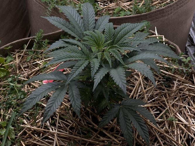 The Dessert Run. Week 5