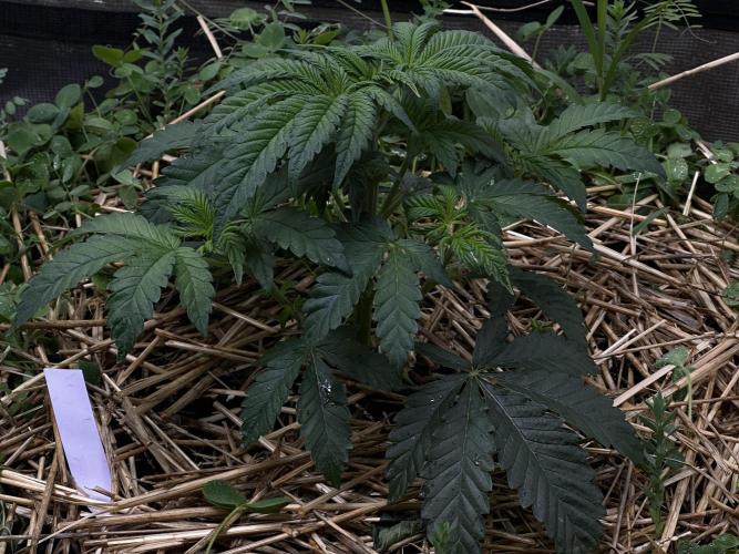 The Dessert Run. Week 5