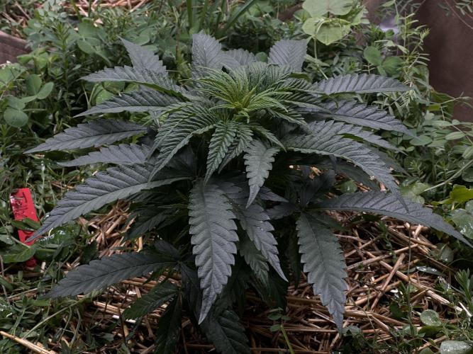 The Dessert Run. Week 5