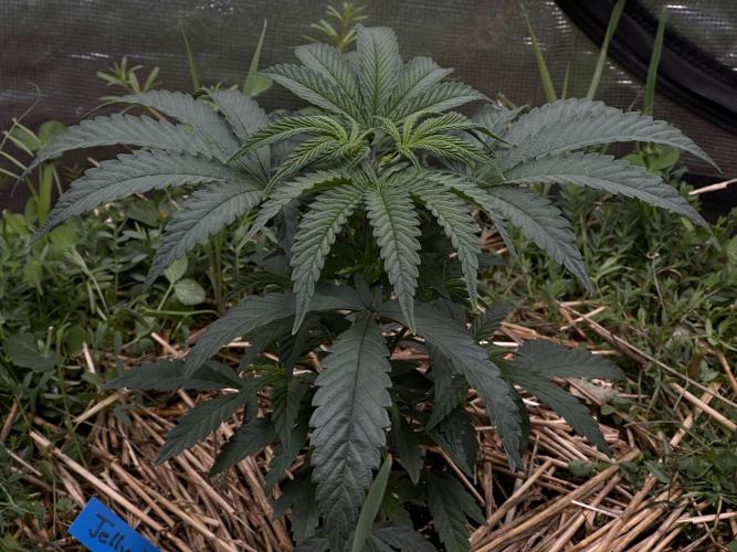 The Dessert Run. Week 5