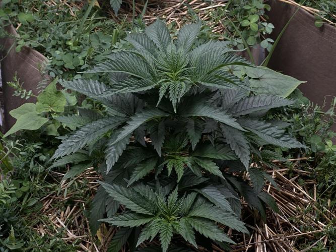 The Dessert Run. Week 5