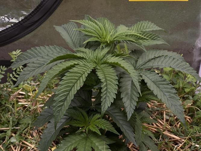 The Dessert Run. Week 5