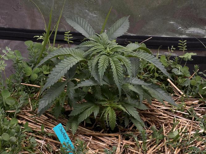 The Dessert Run. Week 5