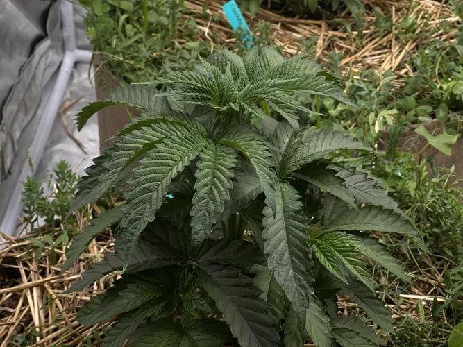 The Dessert Run. Week 5