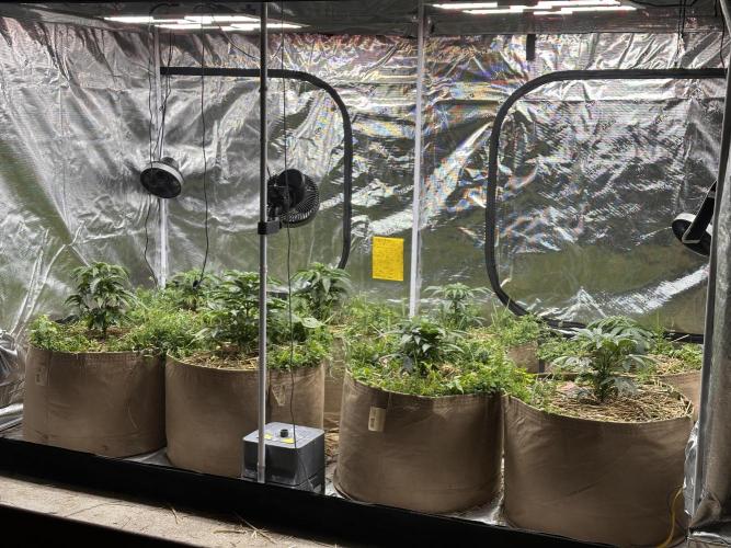 The Dessert Run. Week 5