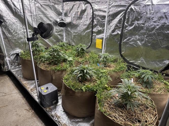 The Dessert Run. Week 5