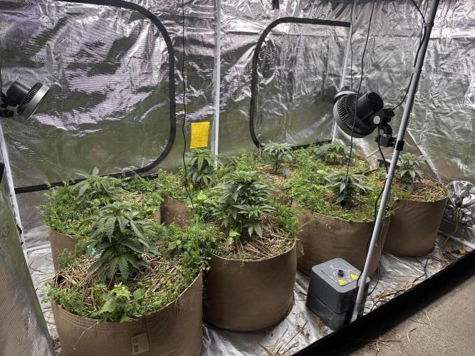 The Dessert Run. Week 5