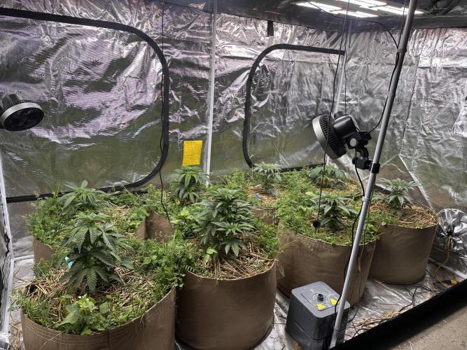 The Dessert Run. Week 5