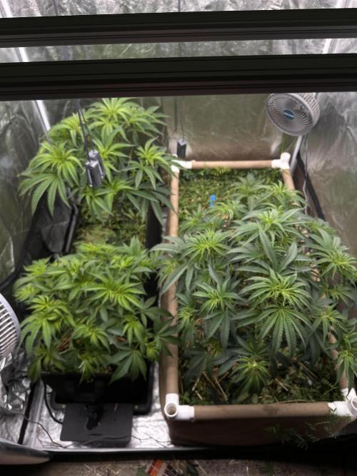 Hella Jelly and Vanilla Frosting- 4x4. Week 9