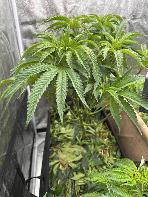 Hella Jelly and Vanilla Frosting- 4x4. Week 9