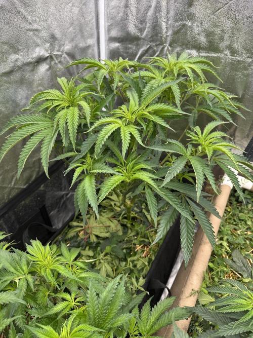 Hella Jelly and Vanilla Frosting- 4x4. Week 9